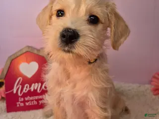 Mixed Breed dogs Mixed Breed Puppy 2 - Ad 35