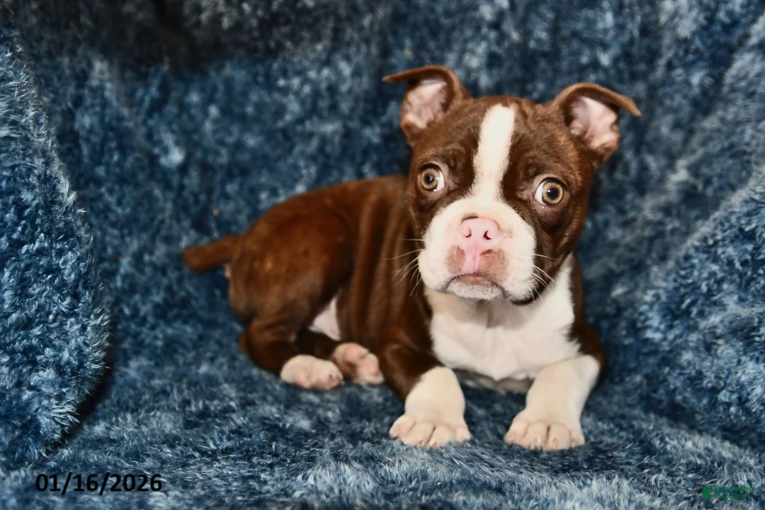 Boston Terrier dogs for sale: Rodger - Ad 2