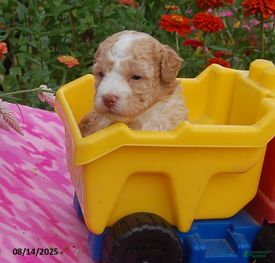Toy Poodle dogs for sale: Blaze - Ad 13