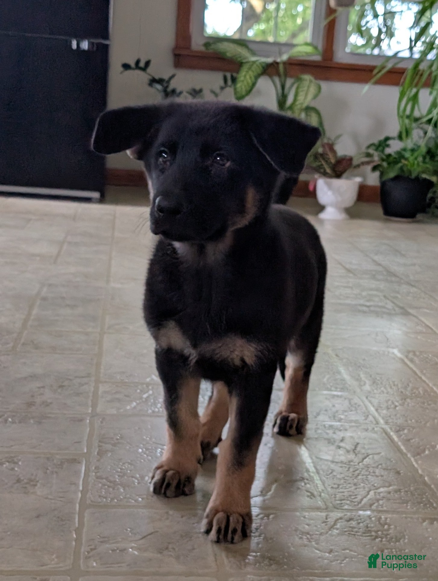 German Shepherd dogs Mati - Ad 1