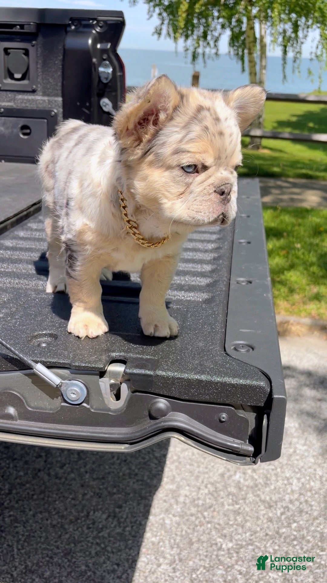 French Bulldog dogs French Bulldog Puppy 1 - Ad 1