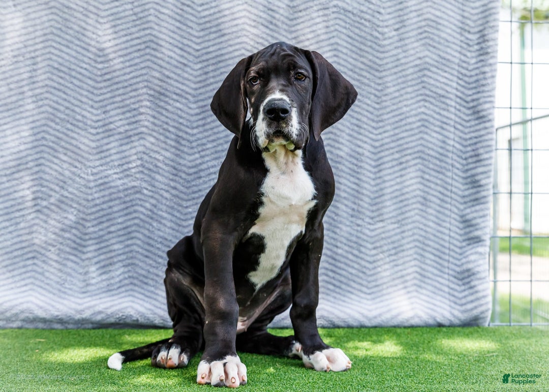 Great Dane dogs for sale: Kathy - Ad 19