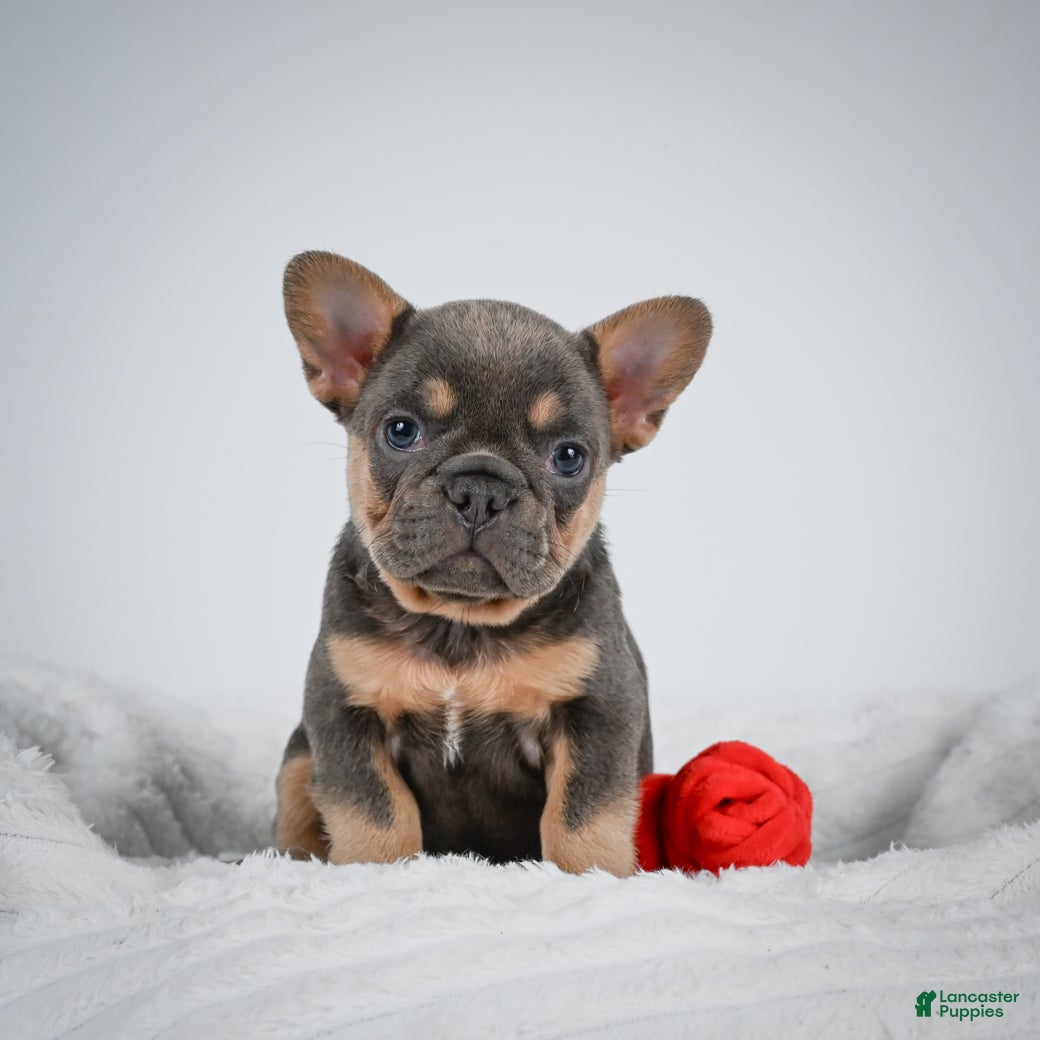 French Bulldog dogs Nova - Ad 2