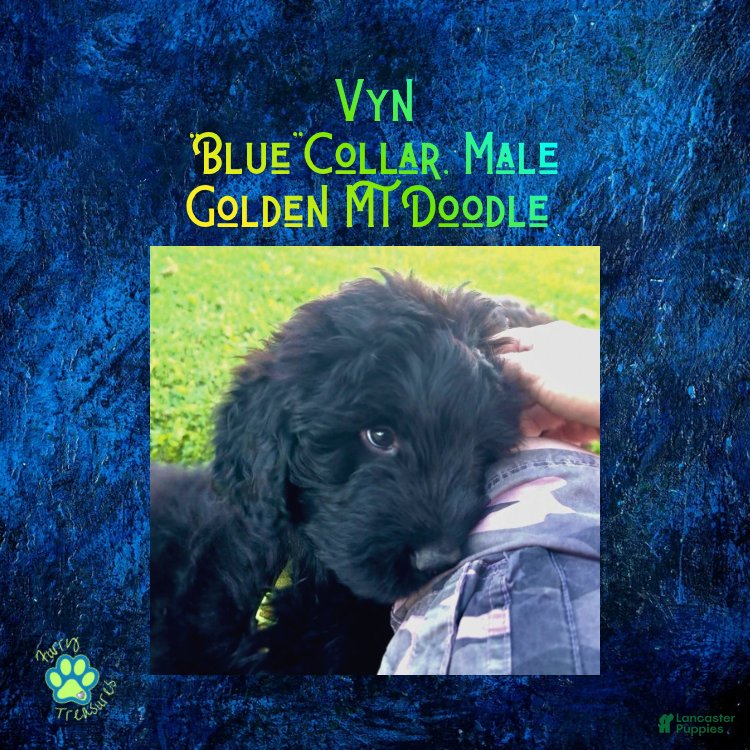 Mixed Breed dogs for sale: ⭐ Vyn — Blue Collar • Male Golden Mt Doodle - Ad 2