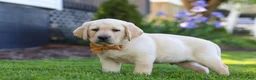 Labrador Retriever dogs for sale: Buster - Ad 6