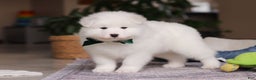 Samoyed dogs for sale: Rocky - Ad 5
