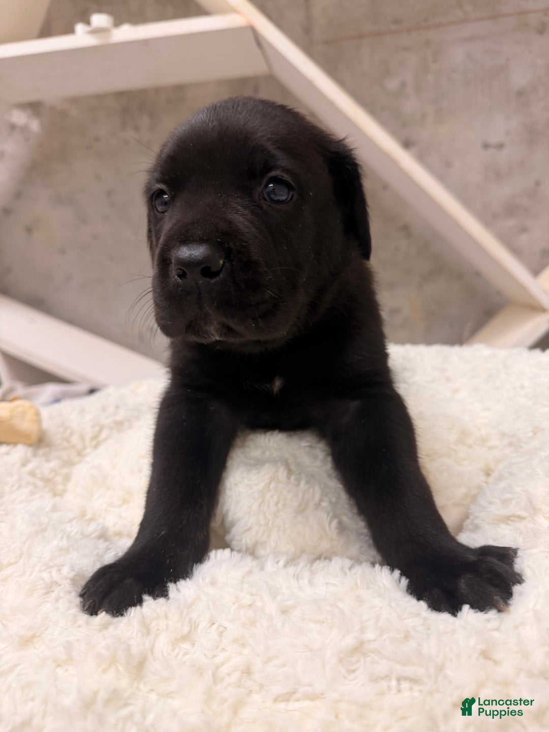 Cane Corso dogs for sale: Cane Corso Puppy 4 - Ad 4