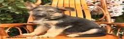 German Shepherd dogs for sale: Harley - Ad 4