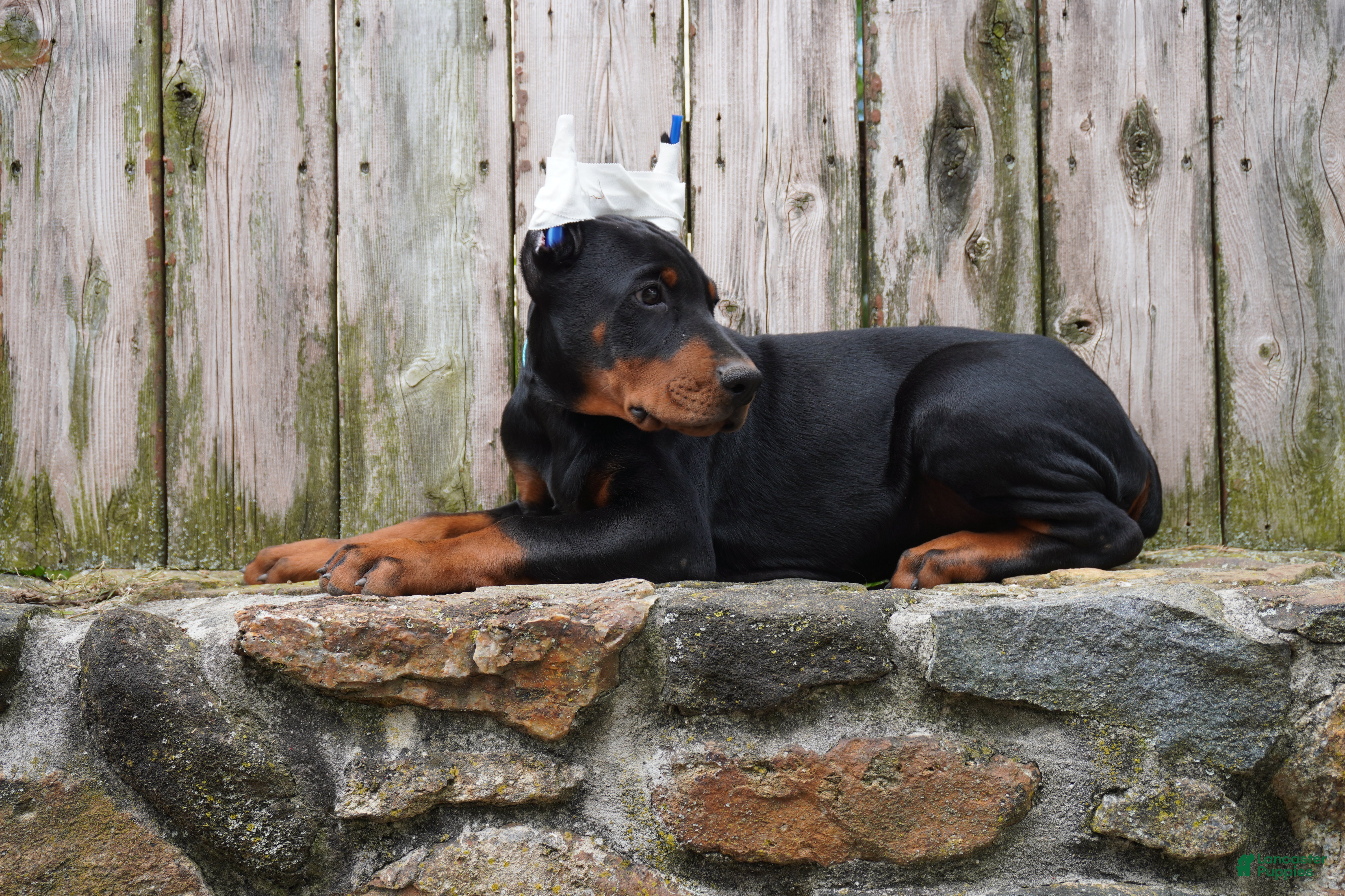 Doberman Pinscher dogs Maximus - Ad 1