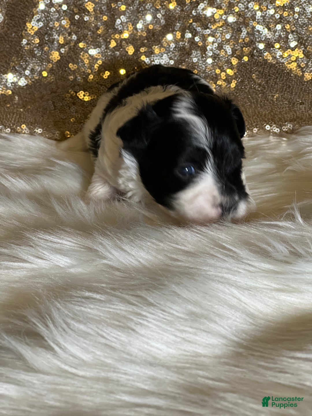 Havanese dogs for sale: Oreo - Ad 2