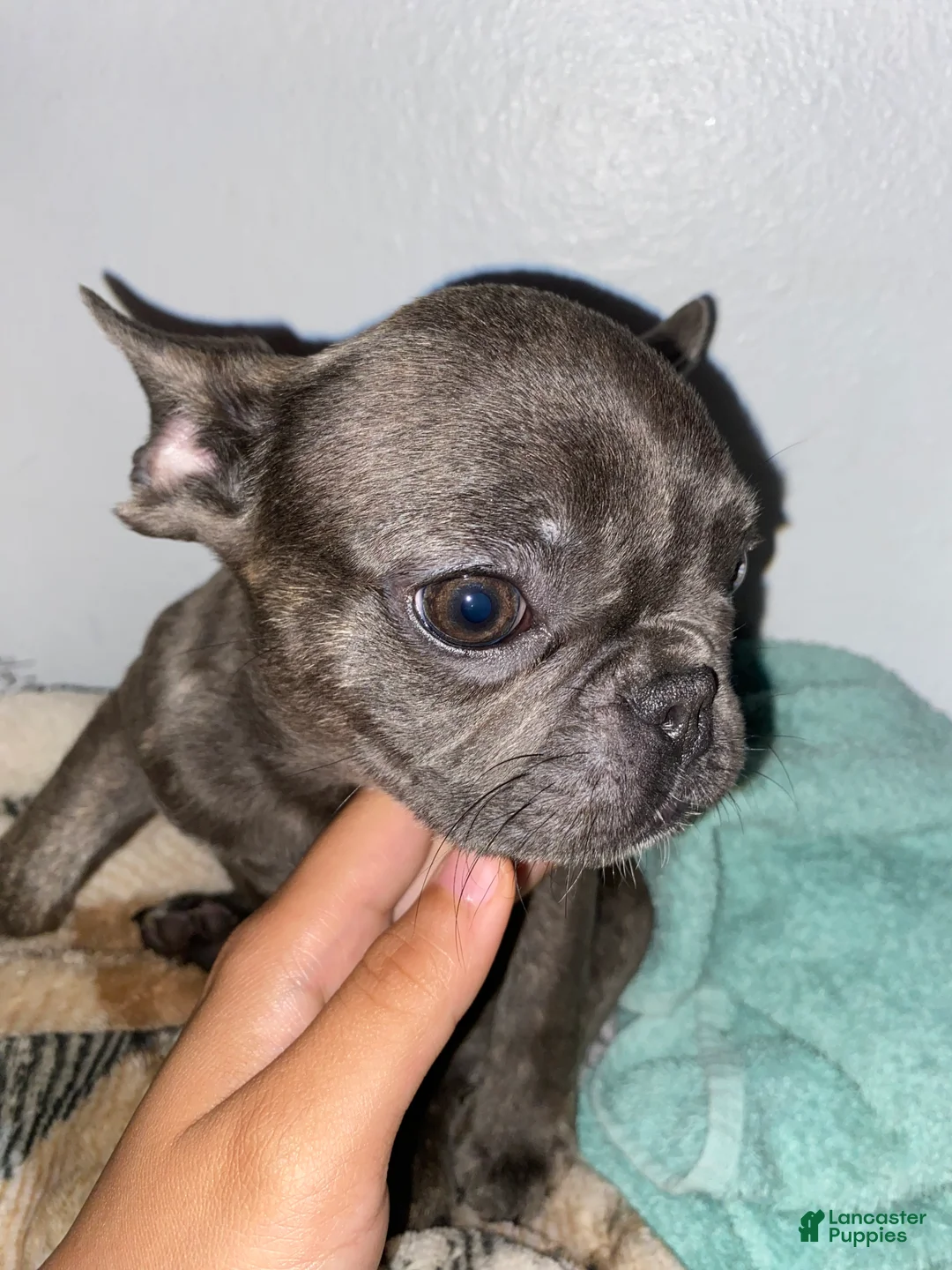 French Bulldog dogs for sale: Littel bit - Ad 1