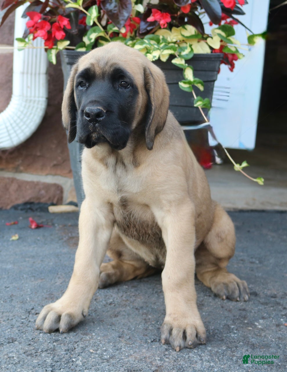 English Mastiff dogs Rose - Ad 1