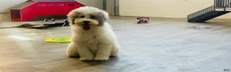 Miniature Poodle dogs for sale: Dimples Miniature Poodle  - Ad 11