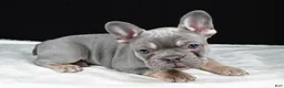 French Bulldog dogs for sale: Griffin - Ad 6