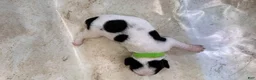 Mixed Breed dogs for sale: Wave - Ad 13