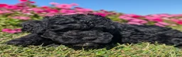 Toy Poodle dogs for sale: Oreo - Ad 10