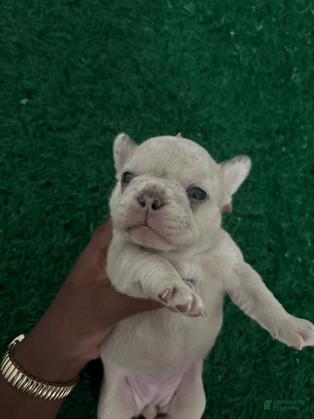 French Bulldog dogs for sale: koby - Ad 2