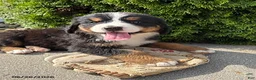 Bernese Mountain Dog dogs for sale: Bridget - Ad 3