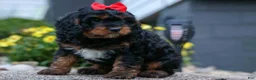 Cavapoo dogs for sale: Wilson 🐾 - Ad 15
