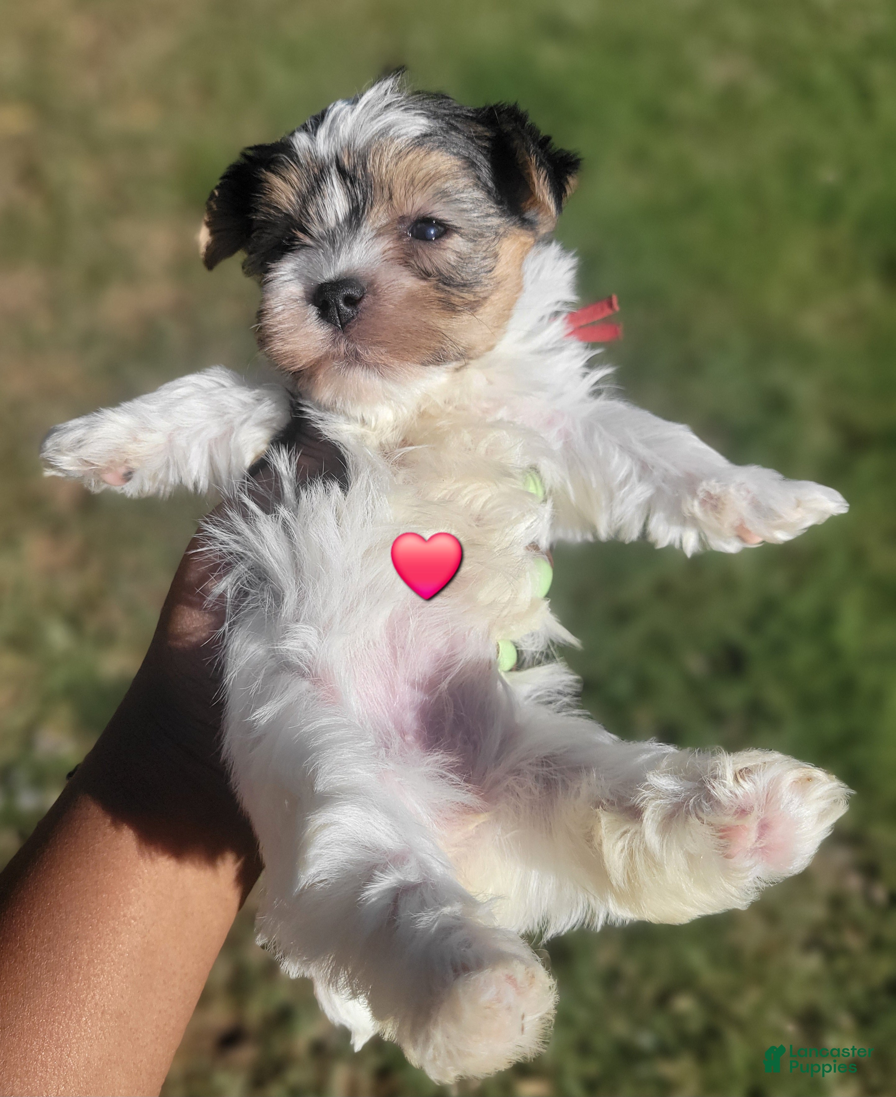 Yorkshire Terrier dogs for sale: Female 1 (red collar) - Ad 2