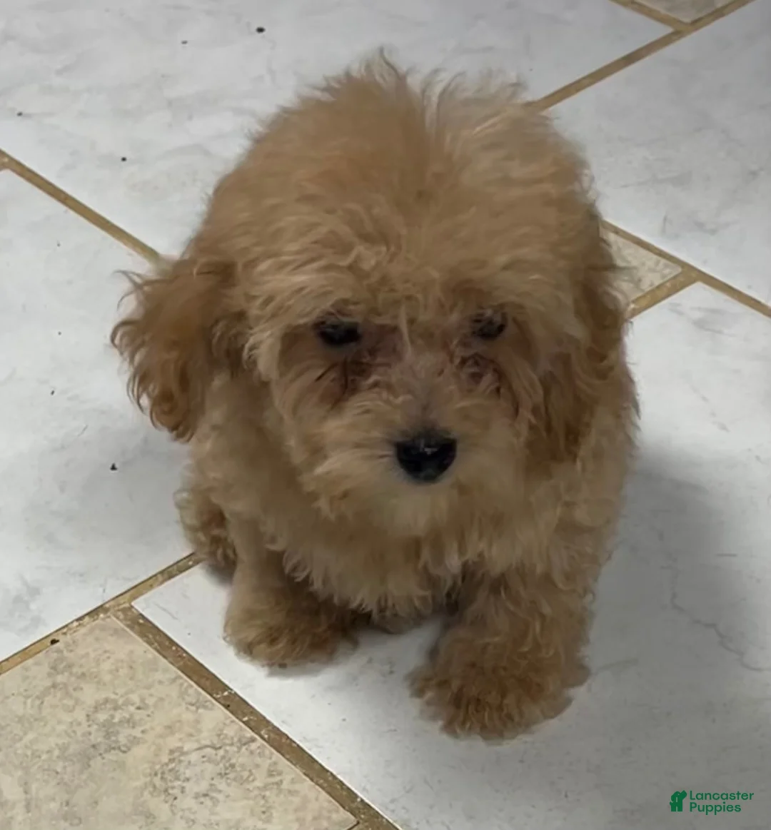 Toy Poodle dogs for sale: Ryan - Ad 10