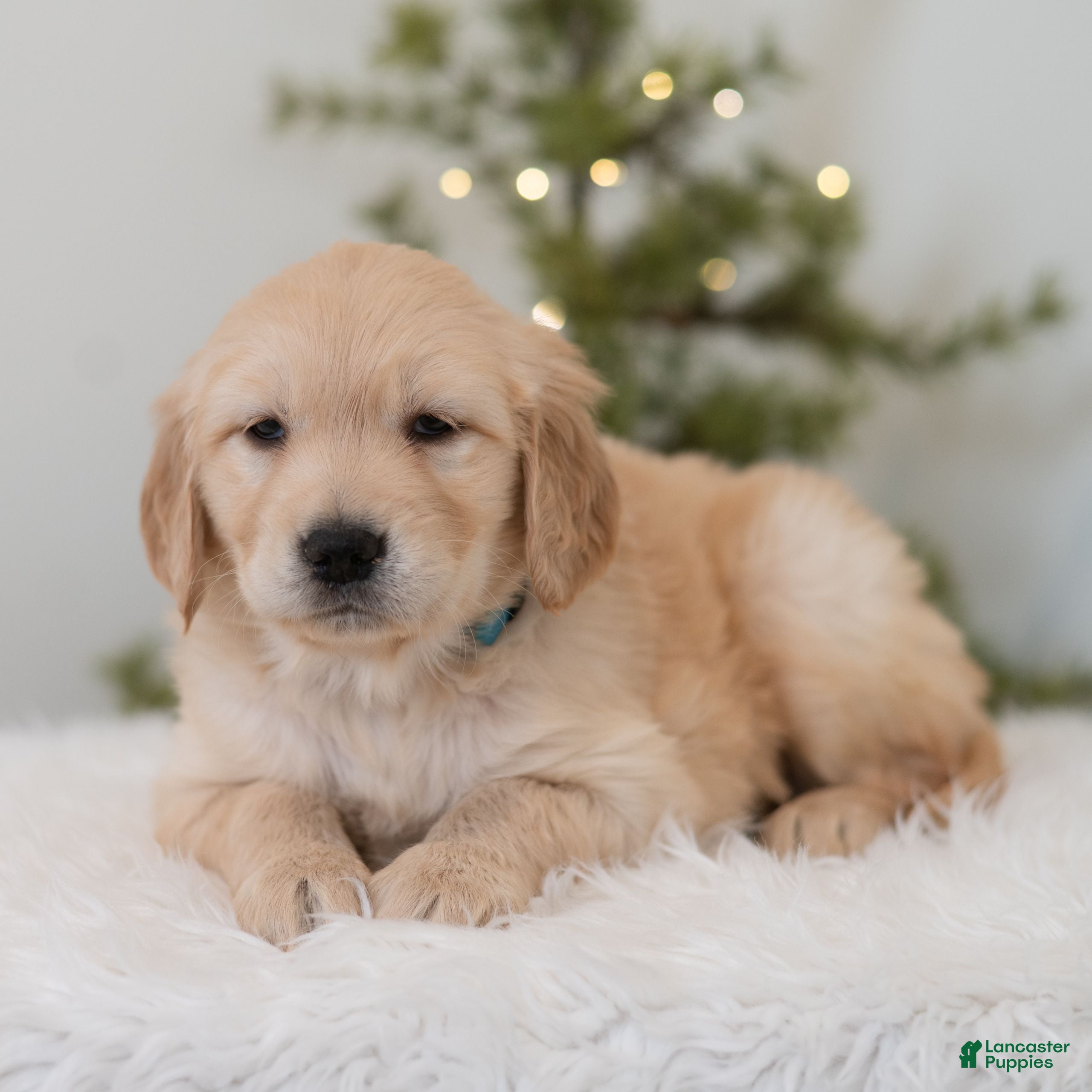 Golden Retriever dogs Felicia  - Ad 20