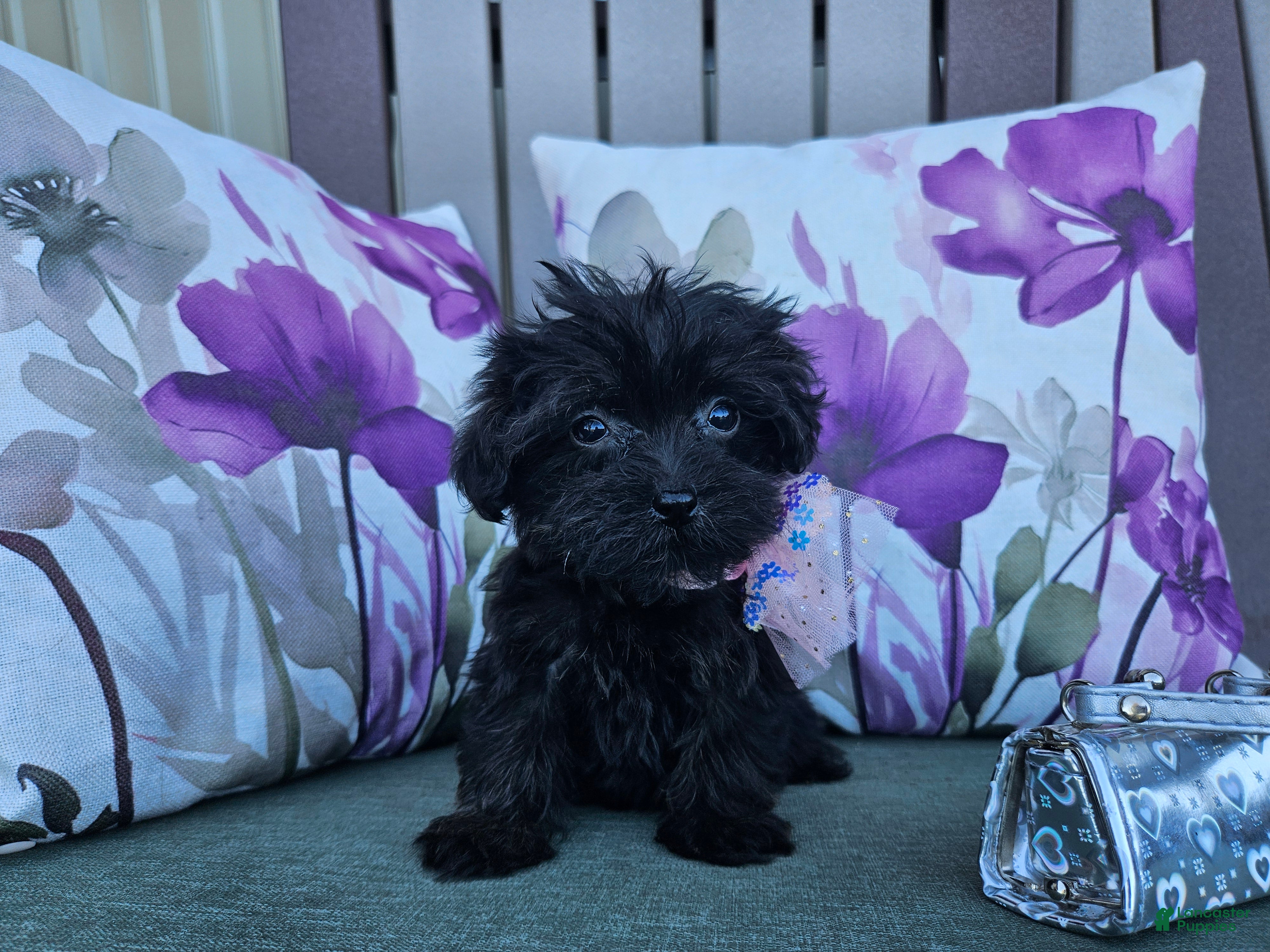 Yorkiepoo dogs Anise Sue - Ad 5
