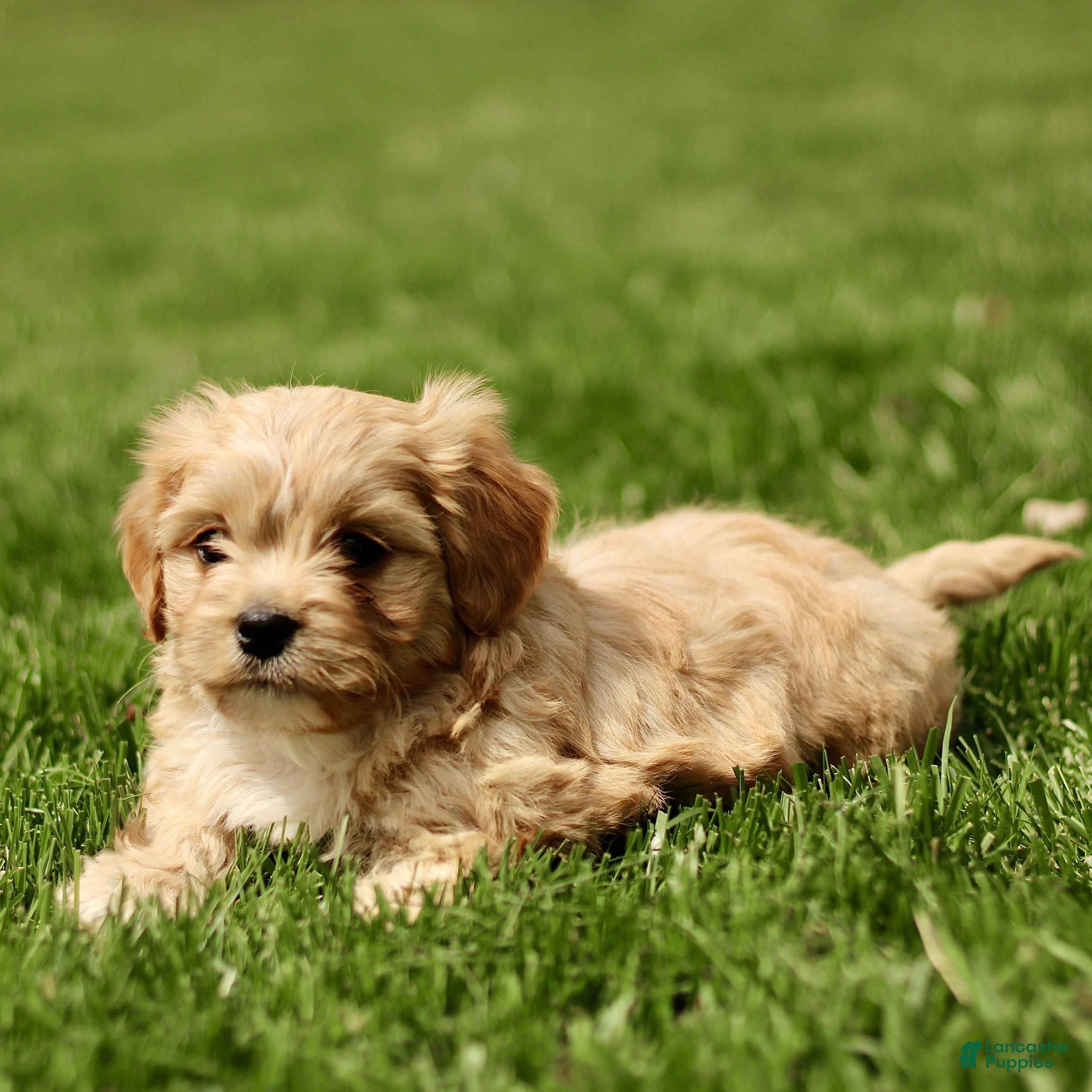 Cavachon dogs Drake  - Ad 2