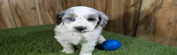 Mini Aussiedoodle dogs for sale: Sunset Boy 1 - Ad 1