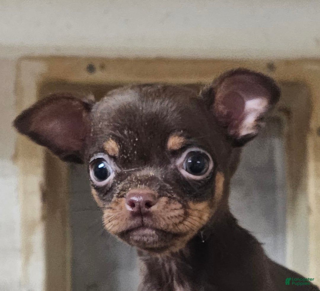 Chihuahua dogs for sale: Trixie - Ad 2