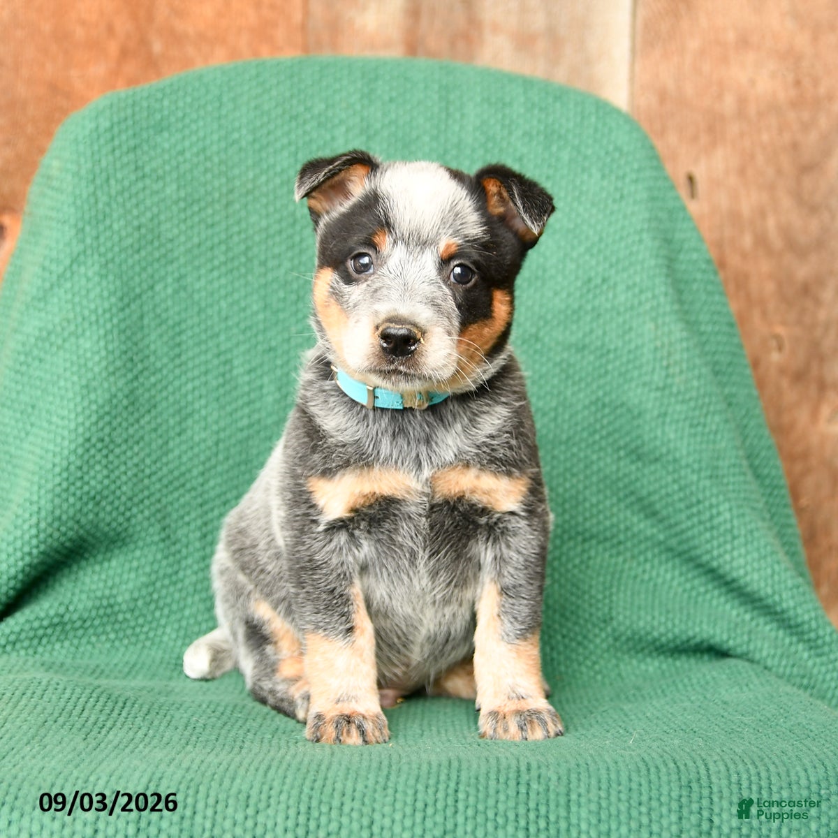 Australian Cattle Dog dogs Dexter - Ad 2