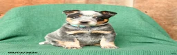 Australian Cattle Dog dogs for sale: Dexter - Ad 2