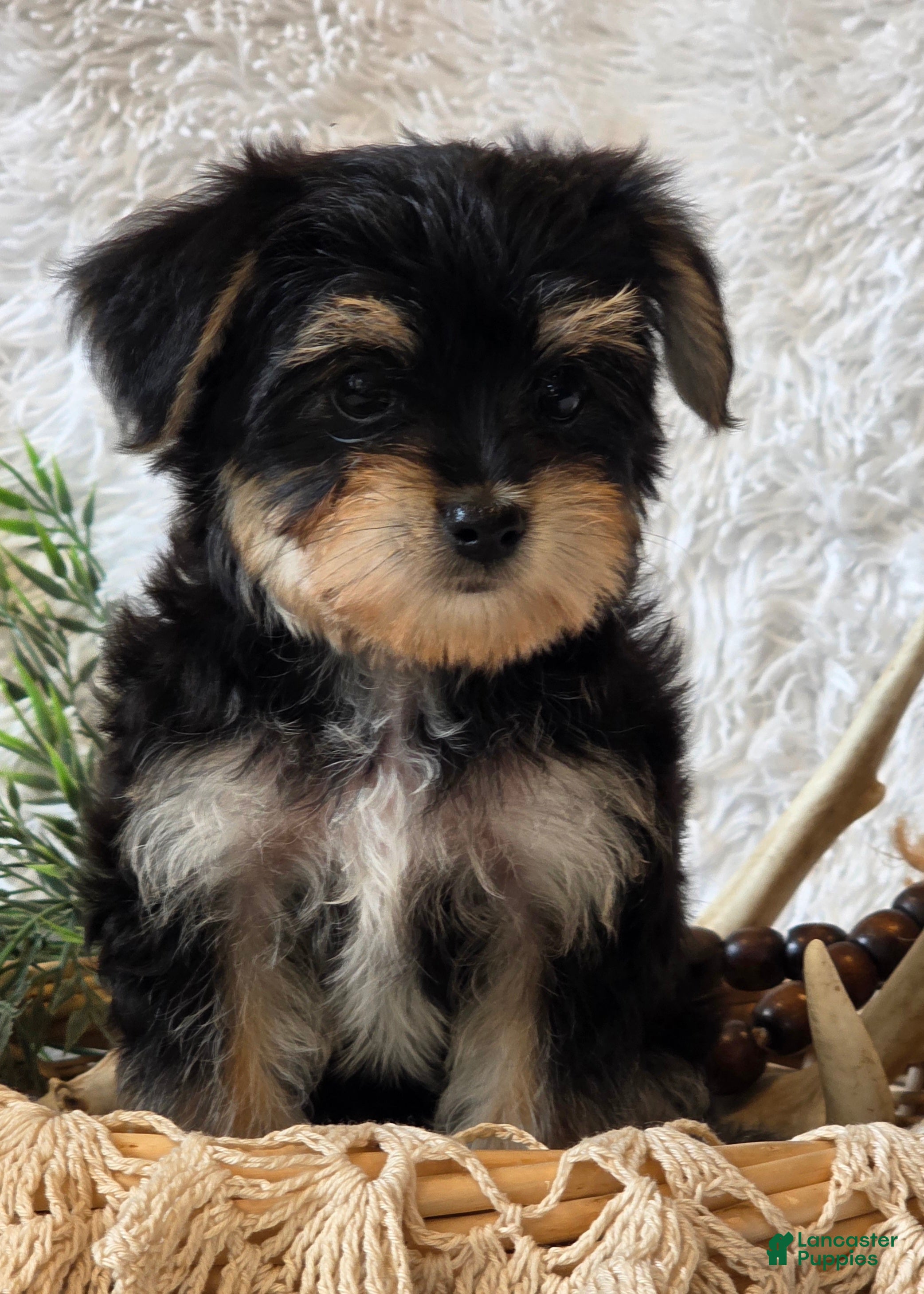 Morkie dogs Ash - Ad 2