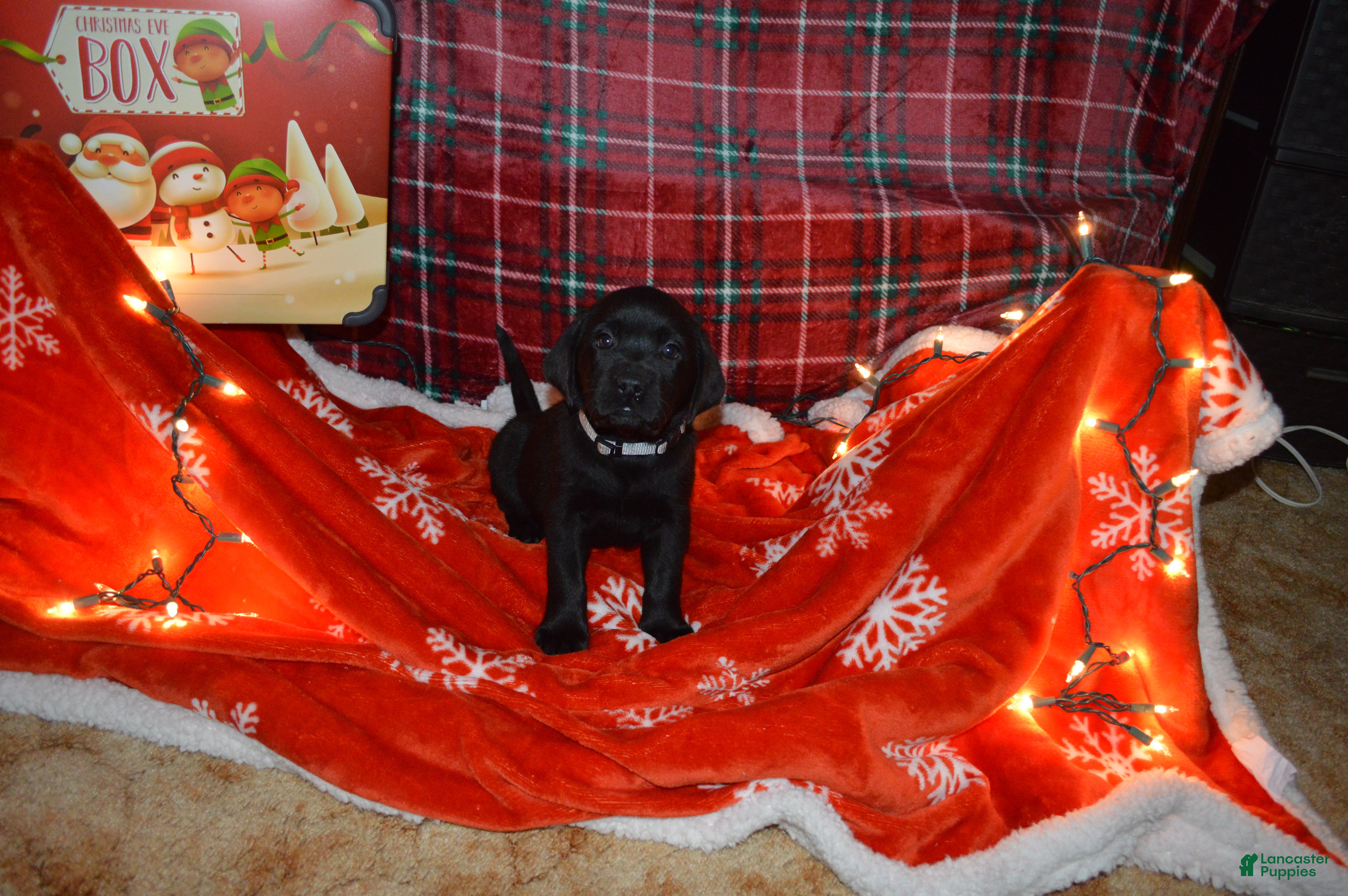 Labrador Retriever dogs Poppy - Ad 23