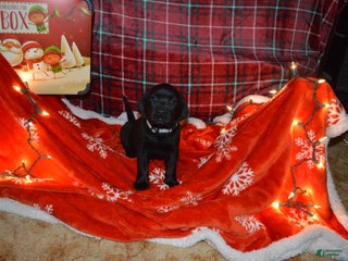 Labrador Retriever dogs Poppy - Ad 23