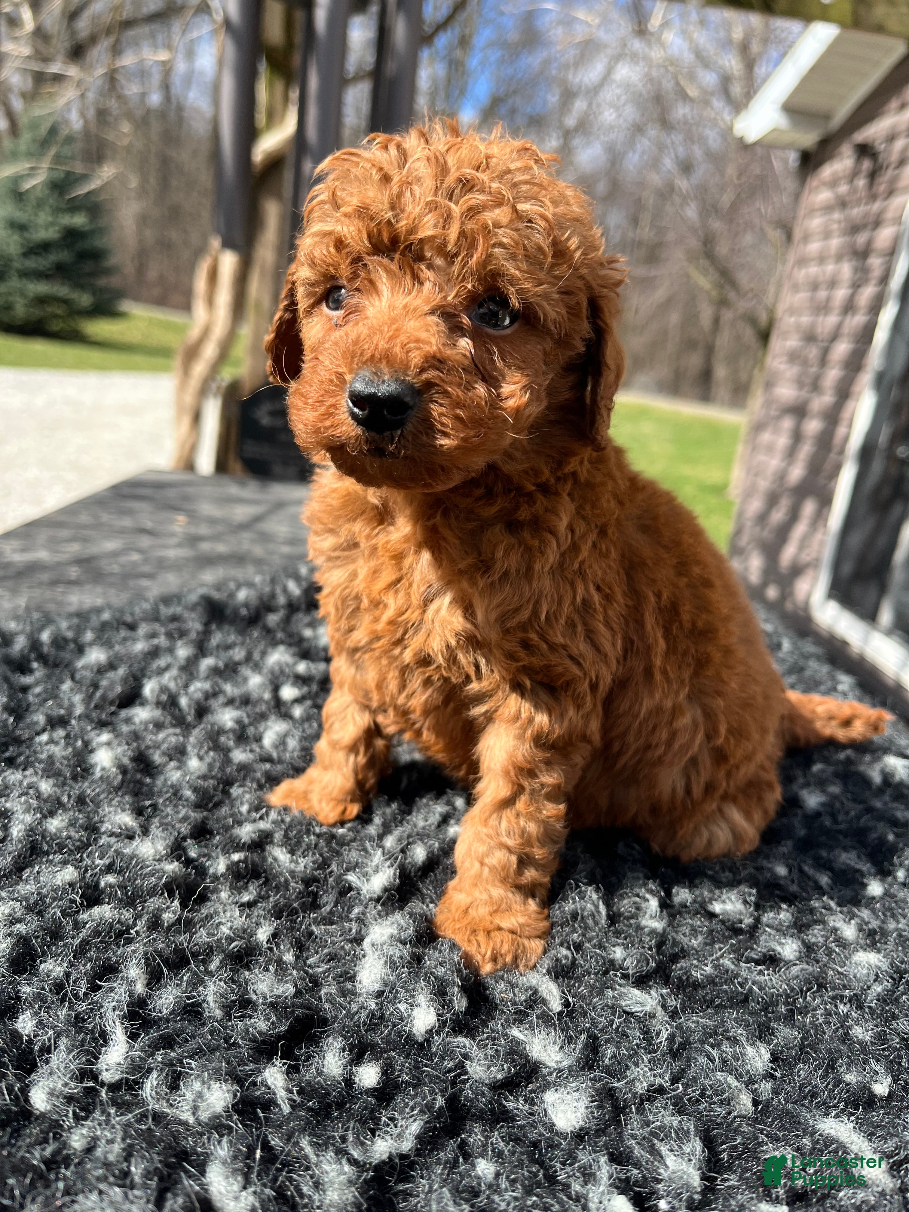Mini Goldendoodle dogs Teddy - Ad 2