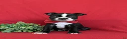 Boston Terrier dogs for sale: Prescot - Ad 4