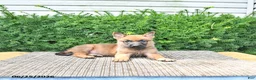 Mixed Breed dogs for sale: Arlo - Ad 4