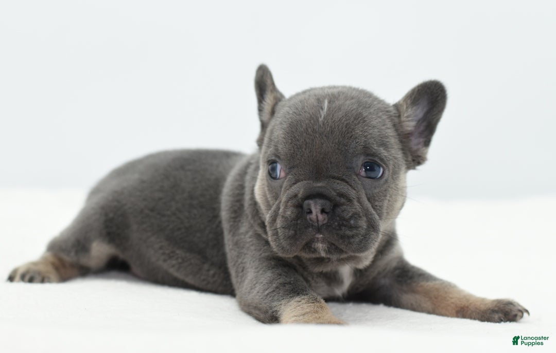 Mixed Breed dogs for sale: Queen lilac tricolor  - Ad 2