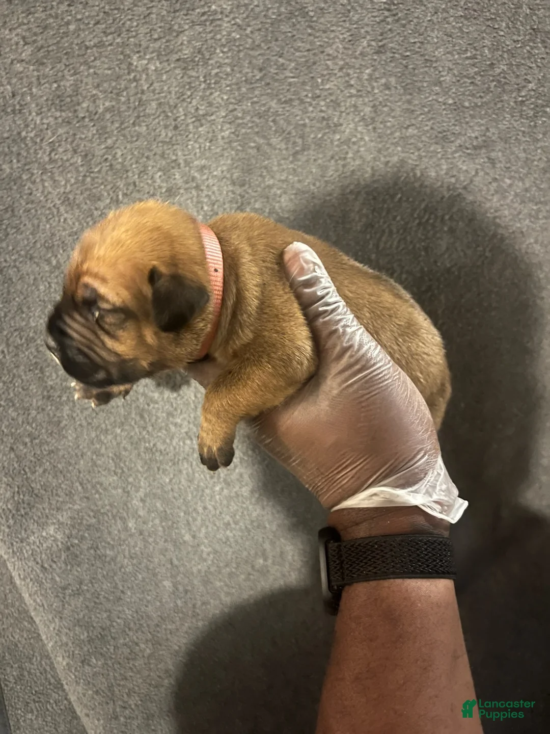 South African Boerboels dogs for sale: Calamity Jane - Ad 2
