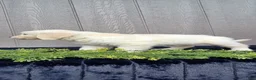 Golden Retriever dogs for sale: Audery - Ad 6