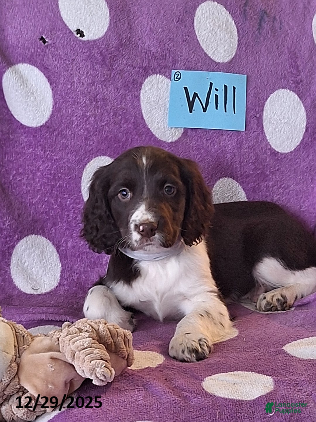 English Springer Spaniel dogs for sale: Will  - Ad 2