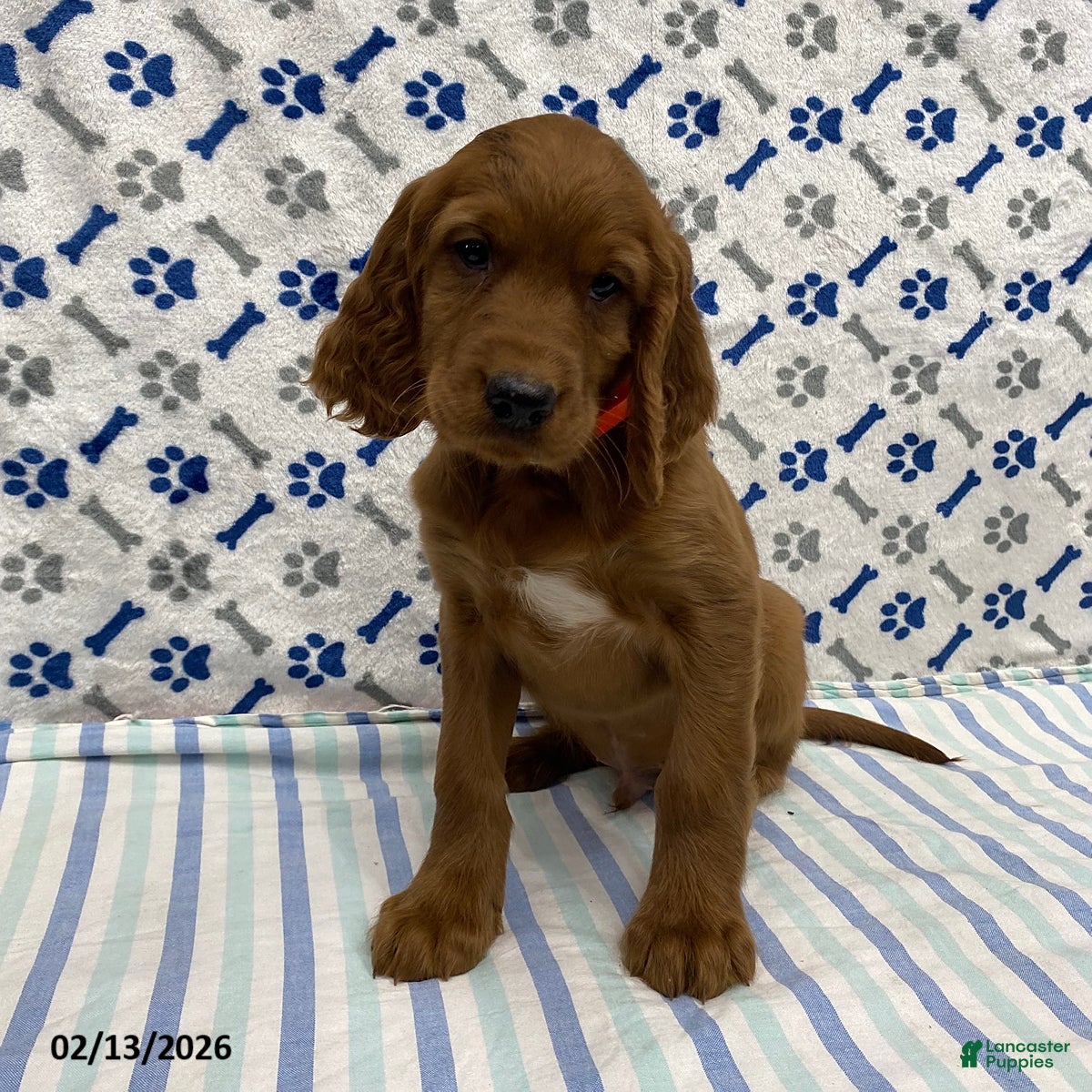 Irish Setter dogs Rio - Ad 4