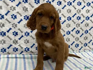 Irish Setter dogs Rio - Ad 4