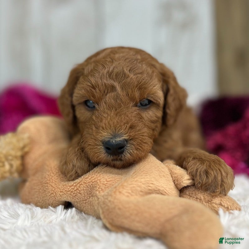 Mini Goldendoodle dogs Remy (Micro Mini Boy) - Ad 1