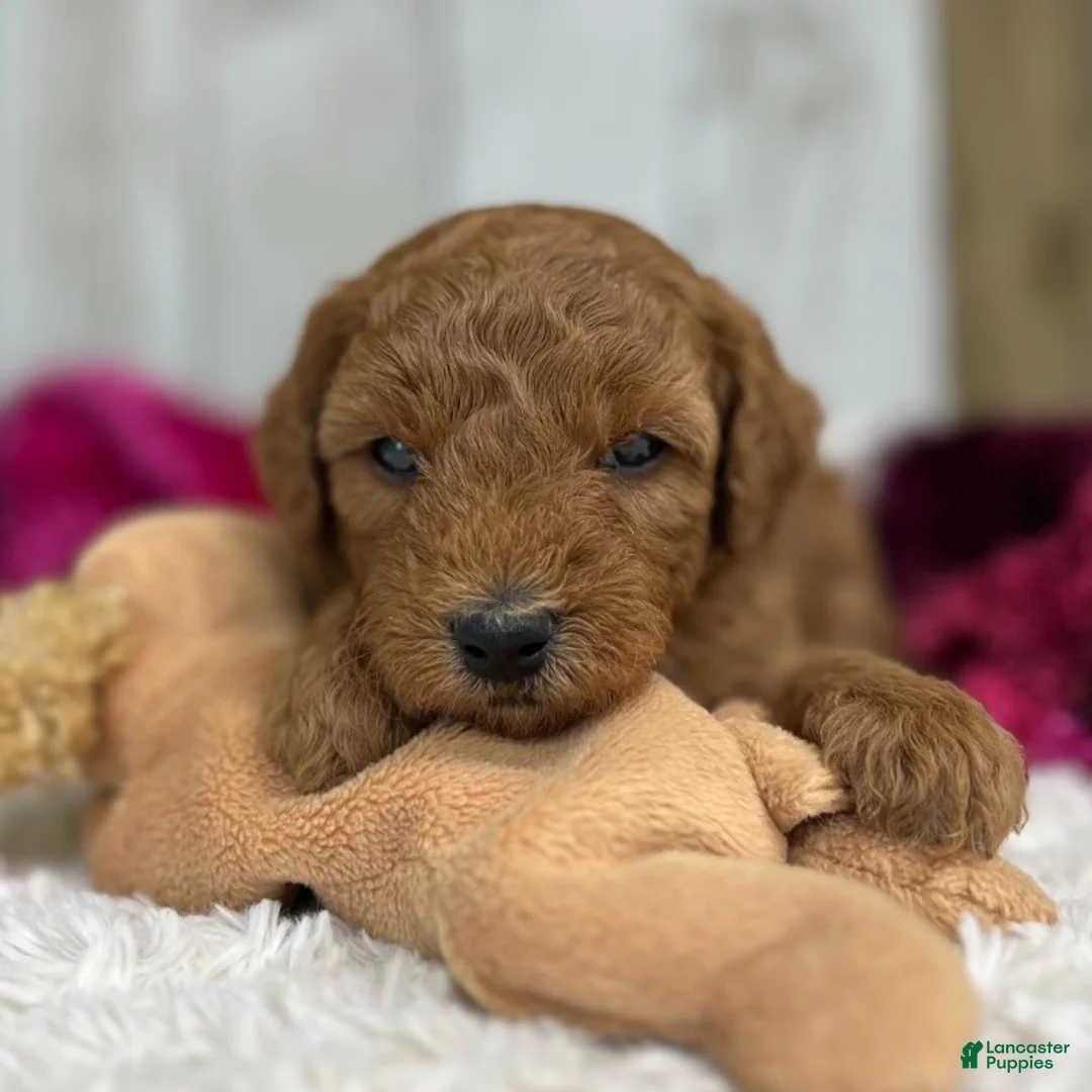 Mini Goldendoodle dogs for sale: Remy (Micro Mini Boy) - Ad 1