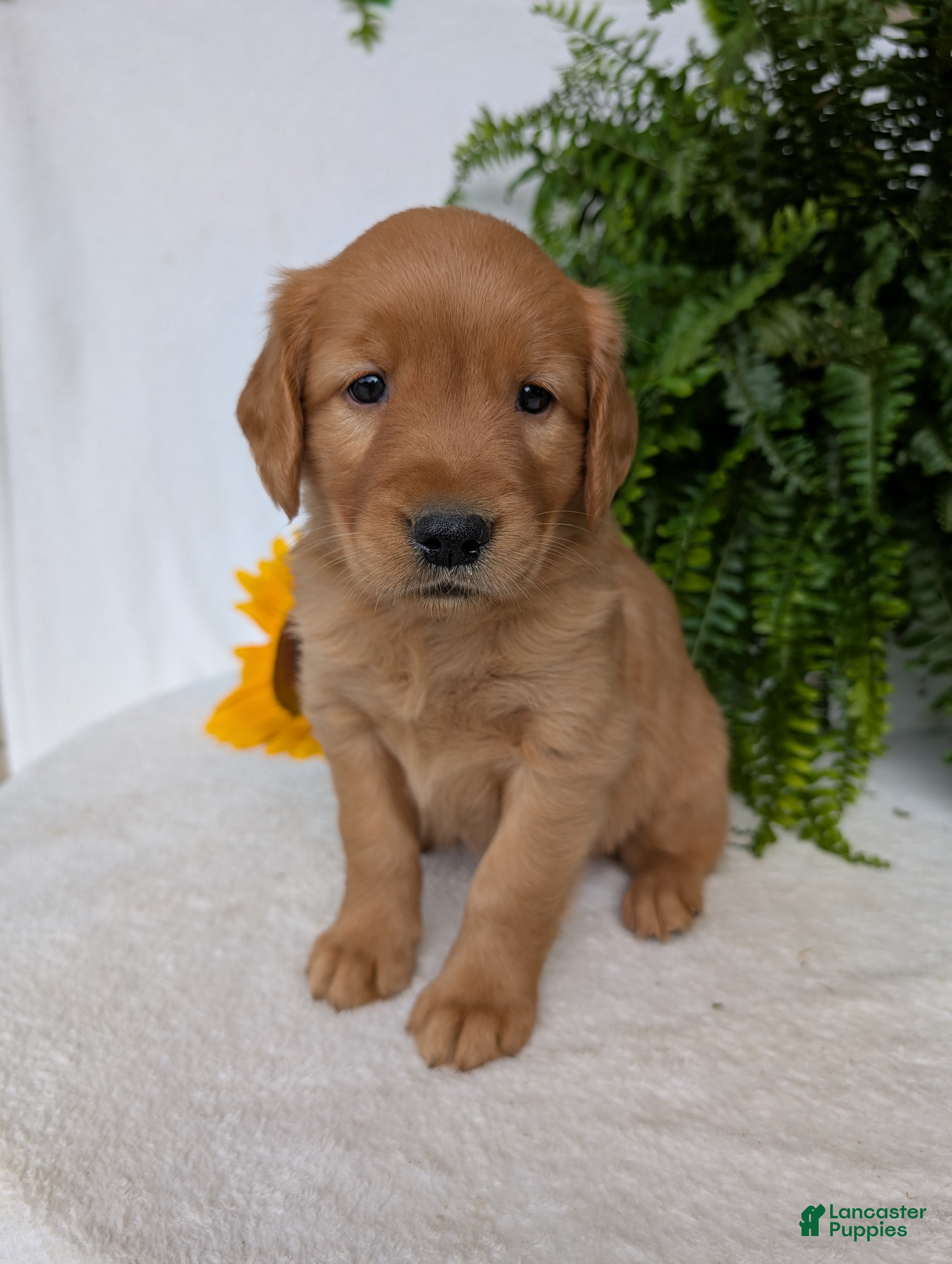 Golden Retriever dogs Dug  - Ad 2