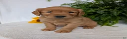 Golden Retriever dogs for sale: Dug  - Ad 2