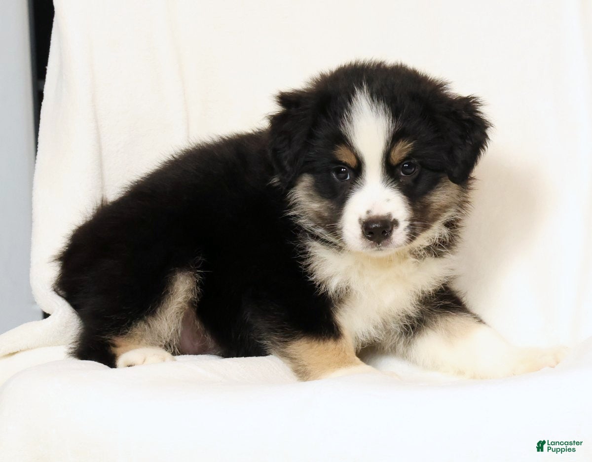Miniature Australian Shepherd dogs Lucy - Ad 2