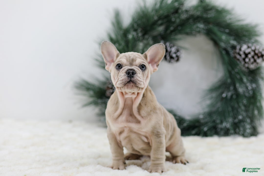 French Bulldog dogs for sale: Major - Ad 3